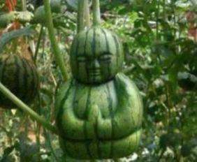 吃瓜图文搞笑,图文搞笑，吃瓜群众欢乐多