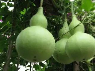 吃瓜中毒症状,揭秘常见症状与预防措施