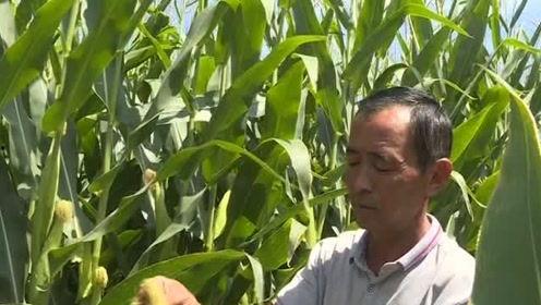 伊犁吃瓜新闻视频,一场别开生面的夏日盛宴