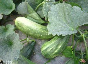 吃瓜效果,轻松解锁夏日清凉新姿势