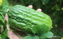 方瓜叶子怎样吃最好,最佳食用方法大盘点