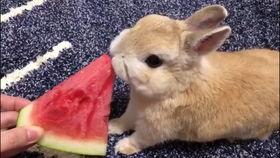 一个兔子在吃瓜,趣味横生的田园生活瞬间