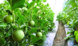 孕妇可以吃美瓜不,美味与健康的双重享受