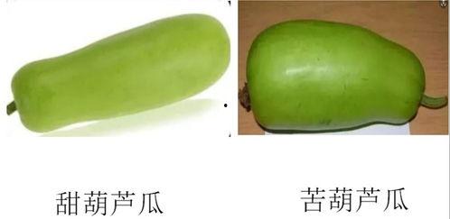 淄博理工吃瓜,一场吃瓜盛宴背后的故事