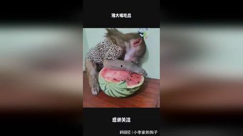 狒手瓜的吃,解锁热带水果的独特风味