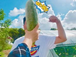 推特网红吃瓜视频,娱乐圈幕后真相大曝光！”