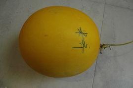 吃黄圆瓜,探寻黄圆瓜的独特风味与营养价值