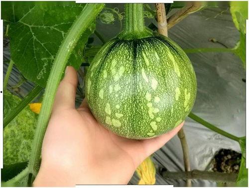 小兜吃瓜,揭秘娱乐圈那些不为人知的幕后故事