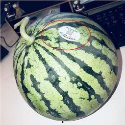 网红吃瓜列表,盘点娱乐圈最新热点事件