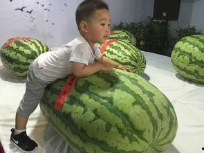 626吃瓜事件,网络舆论的风暴与反思