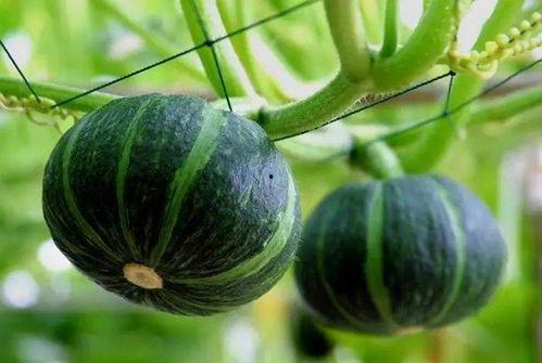 最近镇平吃瓜视频,揭秘当地生活百态