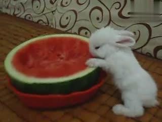 洋瓜怎么喂兔子吃,营养均衡的兔子美食分享