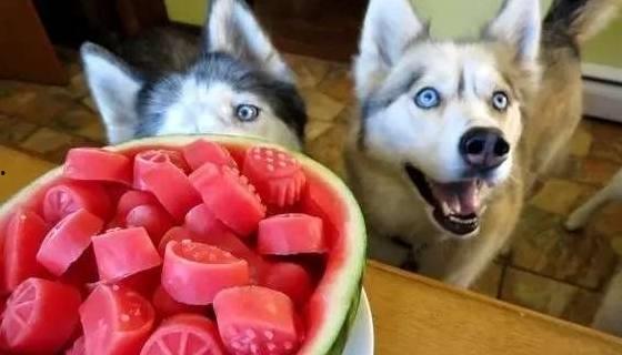 我家狗狗自己吃瓜,瓜果成新宠