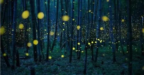 萤火虫漫展瓜吃瓜大赛,欢乐盛宴，谁是瓜王争霸