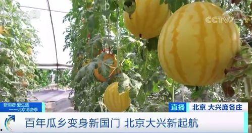 厦门阿波现场吃瓜,趣味横生瞬间捕捉