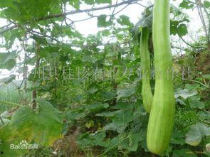 砍瓜叶子怎么吃,家常美味新选择