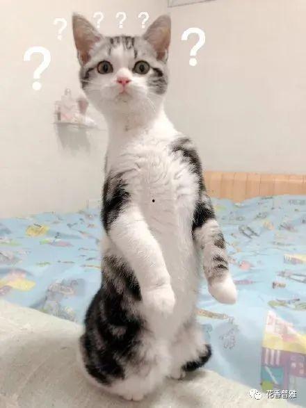 吃瓜的猫站着头像,萌态可掬，趣味横生