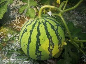 大瓜吃瓜,揭秘娱乐圈幕后故事