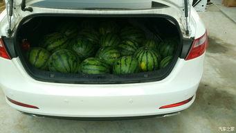 奔驰瓜可以吃吗,能否食用及营养价值探讨