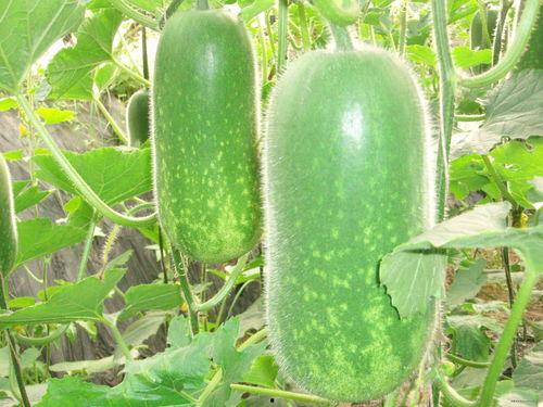 吃大瓜会减肥吗,吃大瓜真的能减肥吗？