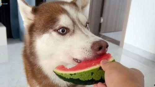 吃瓜哈士奇卡通,萌宠卡通的欢乐日常