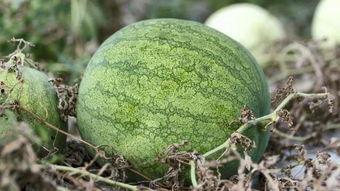 吃瓜兰州,一场别开生面的“吃瓜”之旅