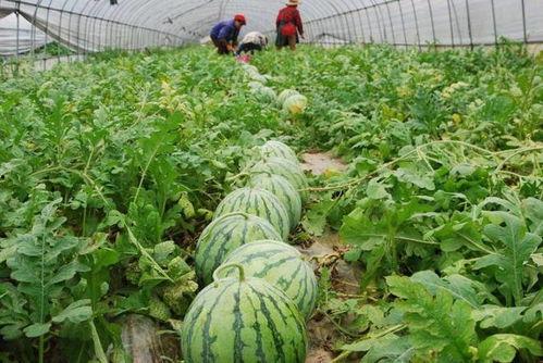 吃瓜国家新闻,吃瓜国家新闻盘点