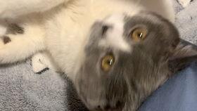 吃瓜可爱鬼,揭秘娱乐圈的甜蜜瓜田