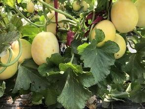 界首吃瓜梗,探寻吃瓜梗的独特魅力