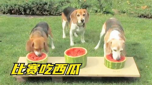 狗吃瓜大赛,谁才是真正的“吃瓜高手”？