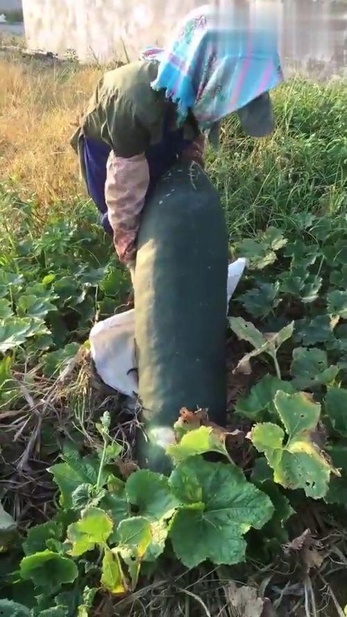 老外吃瓜根本吃不完,为何总是吃不完的奇妙现象揭秘