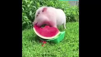 猪猪吃瓜特效,特效解忧，快乐生活新主张