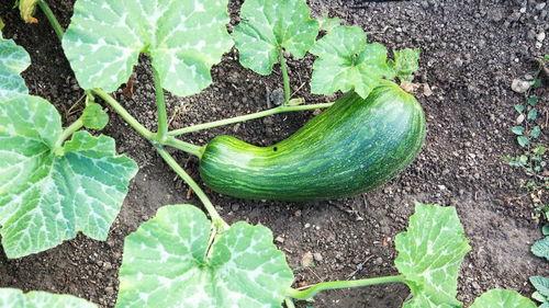 瓠瓜种植吃肥嘛,科学施肥，丰收在望