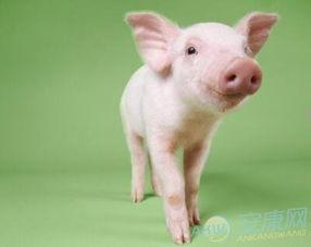 孕妇梦见猪吃瓜,猪儿吃瓜背后的寓意解析