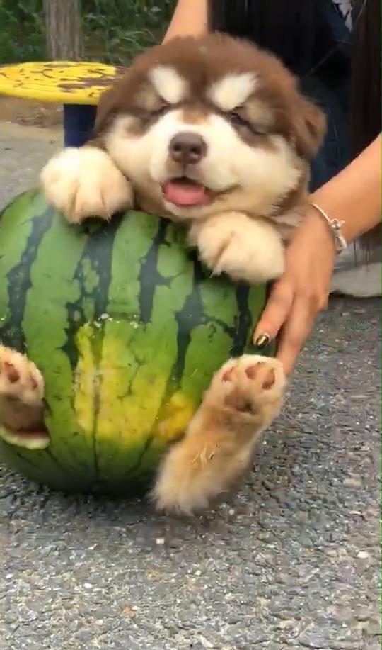 吃瓜小靓仔,揭秘娱乐圈幕后故事